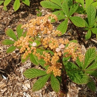 Rodgersia sambucifolia